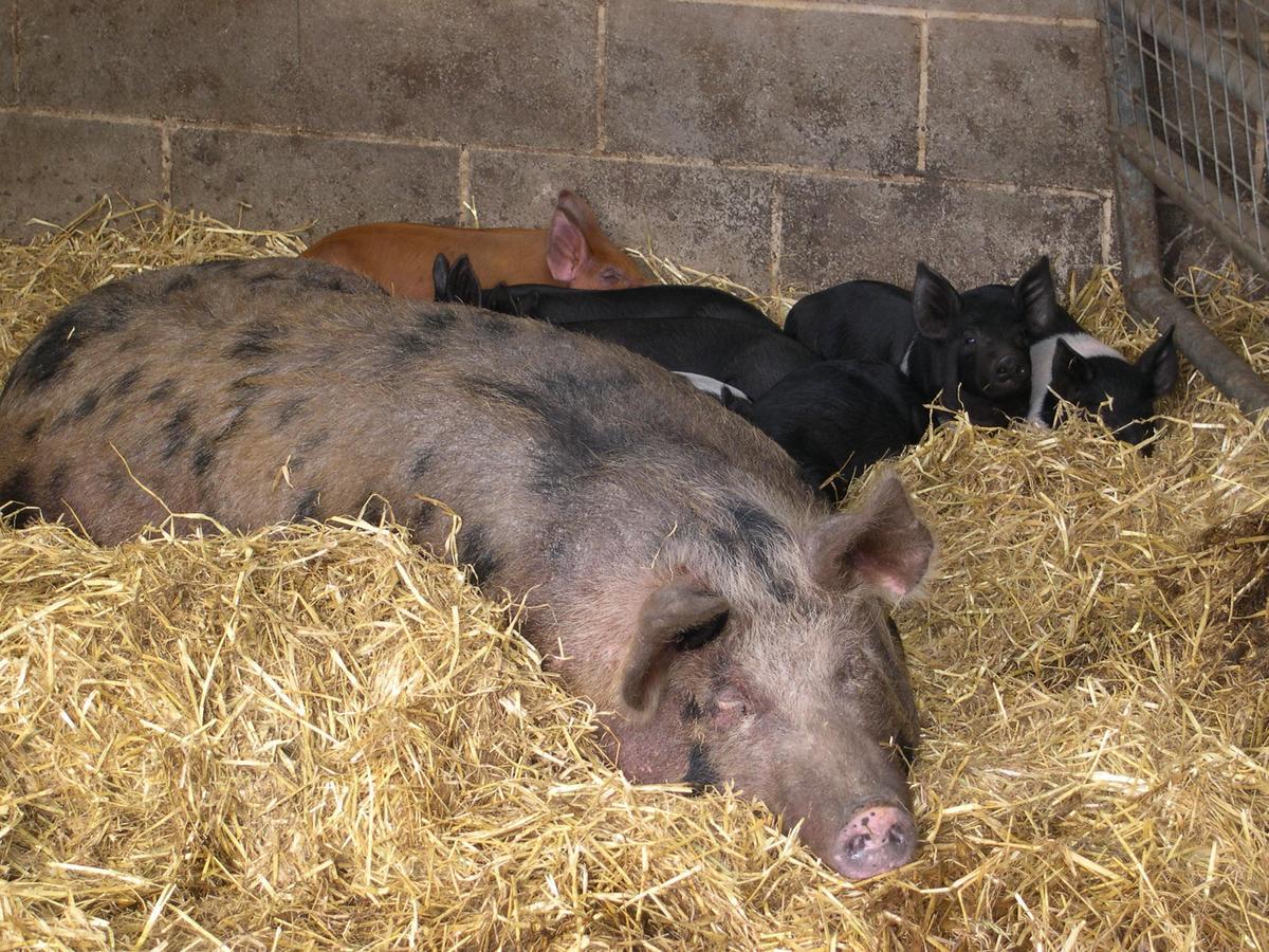 Bed and Breakfast Pickersgill Manor Farm Silsden Екстер'єр фото
